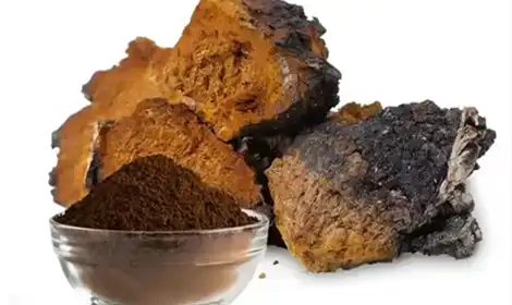 What is Chaga Mushroom Extract Good For?
